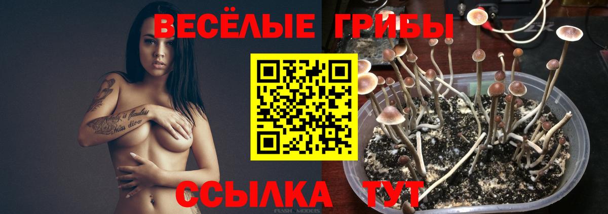 Галлюциногенные грибы Cubensis Берёзовский
